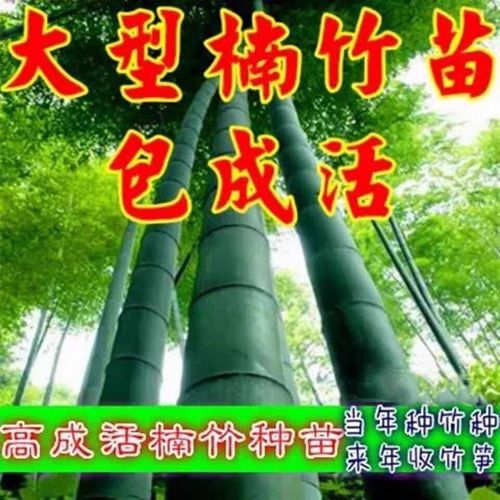 大型巨龙竹苗楠竹苗毛竹苗耐寒食用竹笋竹子根竹根苗种苗竹鞭四季 带