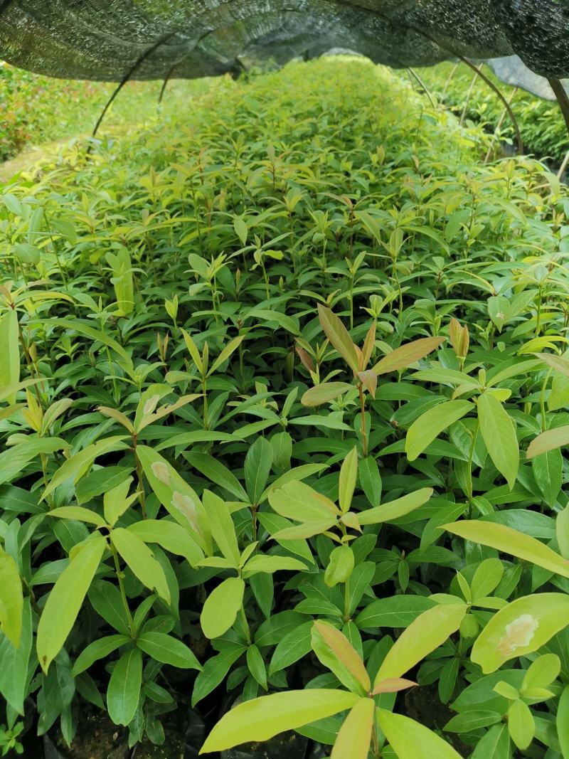 [楠木苗批发]福建三明清流县楠木苗 0.50元/棵楠木苗 楠木袋 _ 一亩田
