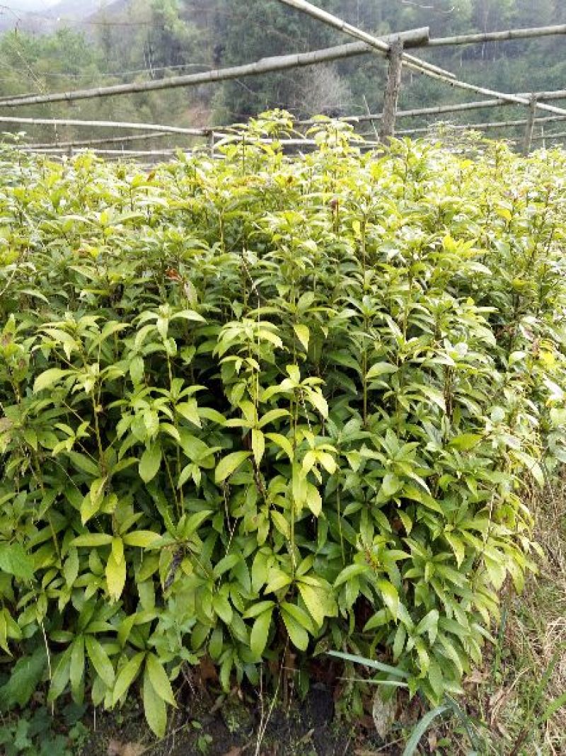 [楠木苗批发]福建三明清流县楠木苗 0.50元/棵楠木苗 楠木袋 _ 一亩田