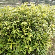 楠木苗批发价格_楠木苗供应_一手便宜货源 _ 一亩田